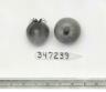 Click for 3 image(s) for this accession. FRUIT